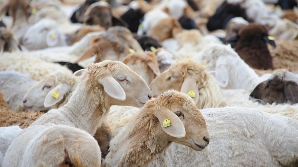 Кой Ешки сатылады