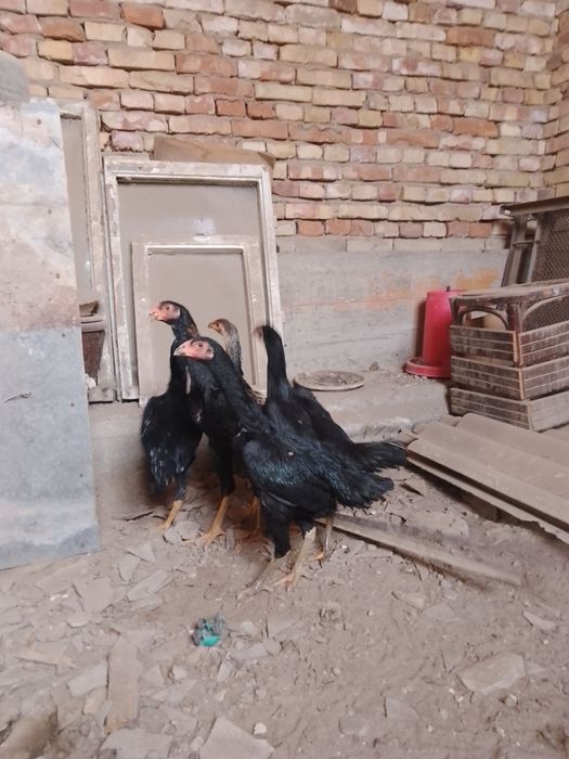 Зот корейский кулангилар сотилади