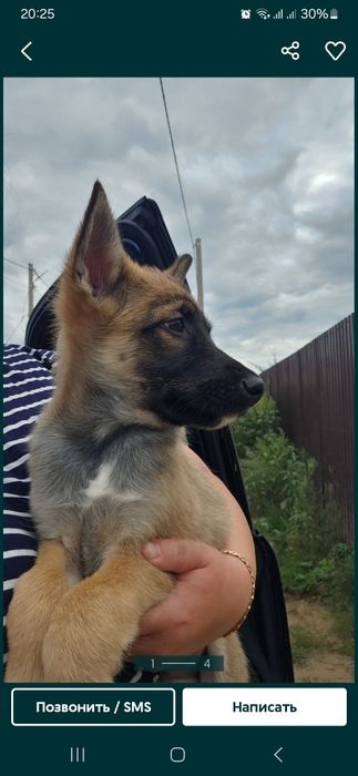 Отдам щенят в хорошие руки