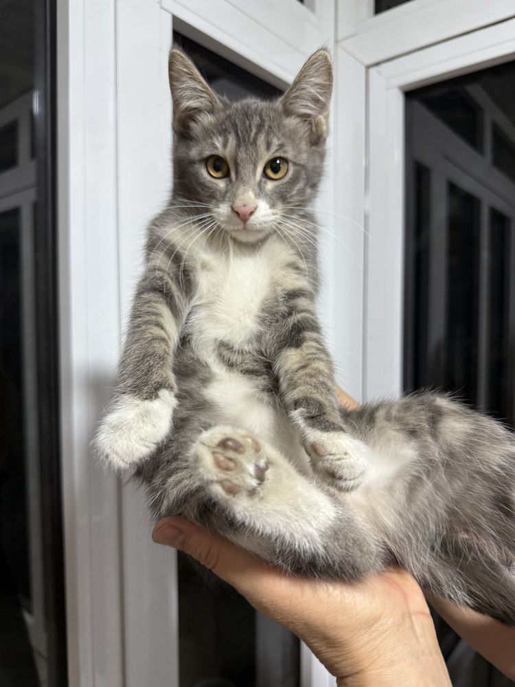 Котята мальчик и девочка