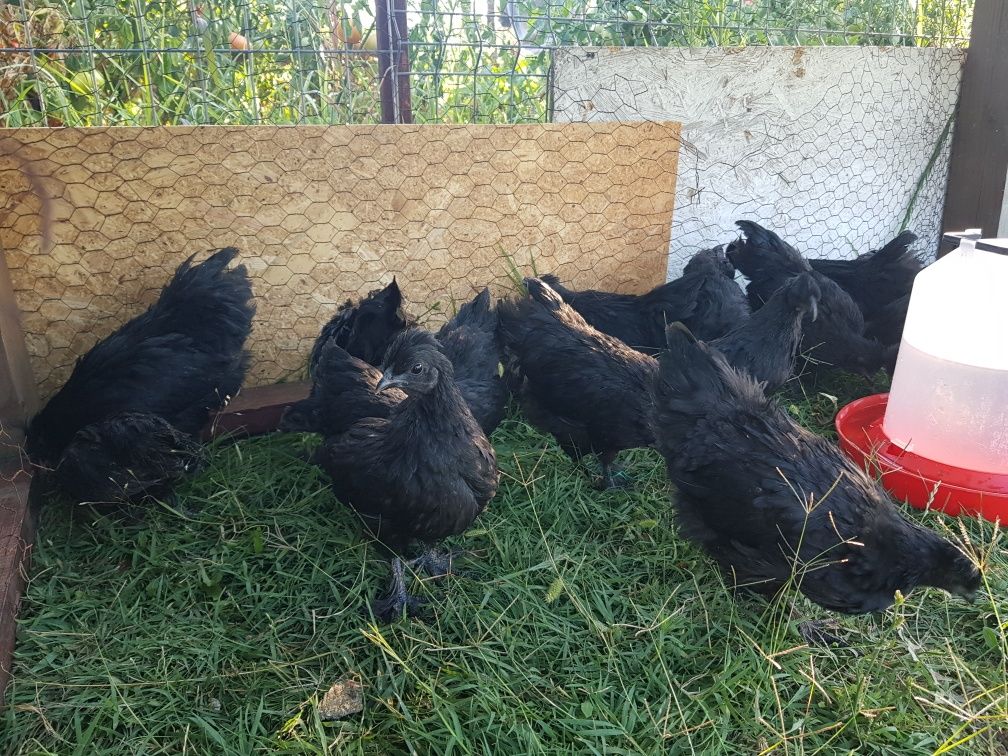 Vând pui de găină rasa matase joponeza (silkie) și ayam cemani