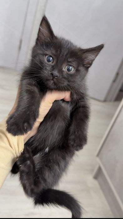 Отдадим котенка в добрые руки!