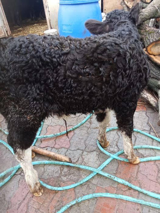 Vand tauras de lapte cu parul cret