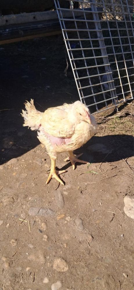 Puii de rasă mixtă si de carne