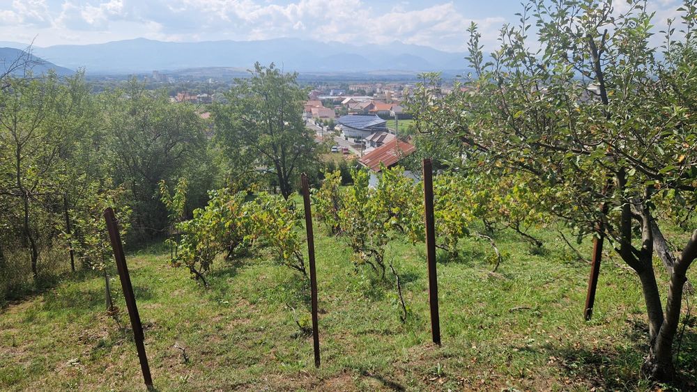 Vând teren intravilan