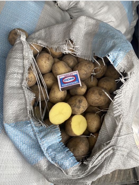 Картошка всех видов и сортов