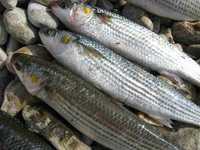 Рыба Кефаль Каспийская свежая оптом от 3-х тонн