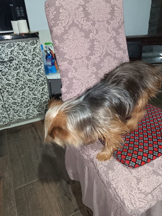 Vând câine de rasa