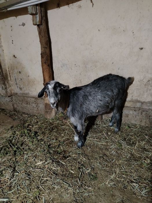 буаз ешки бахасы келисимли