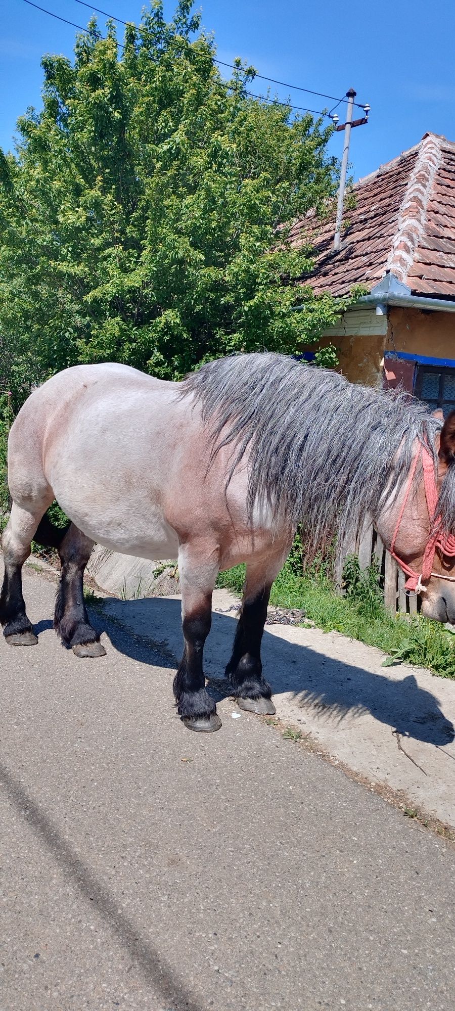 Vand iapă gestantă