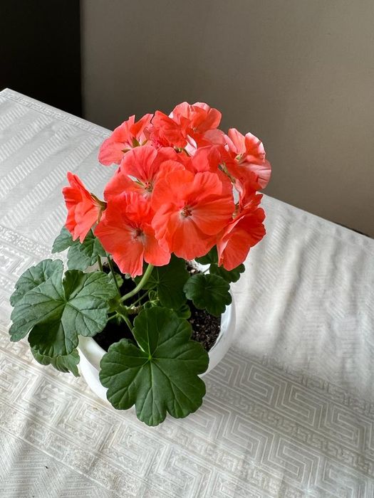 Продам комнатные цветы.