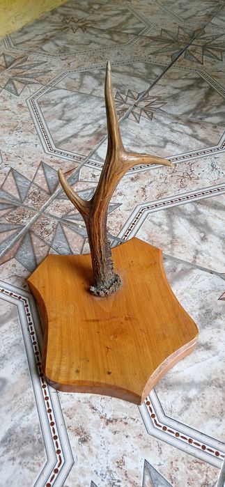 Ornament coarne cerb