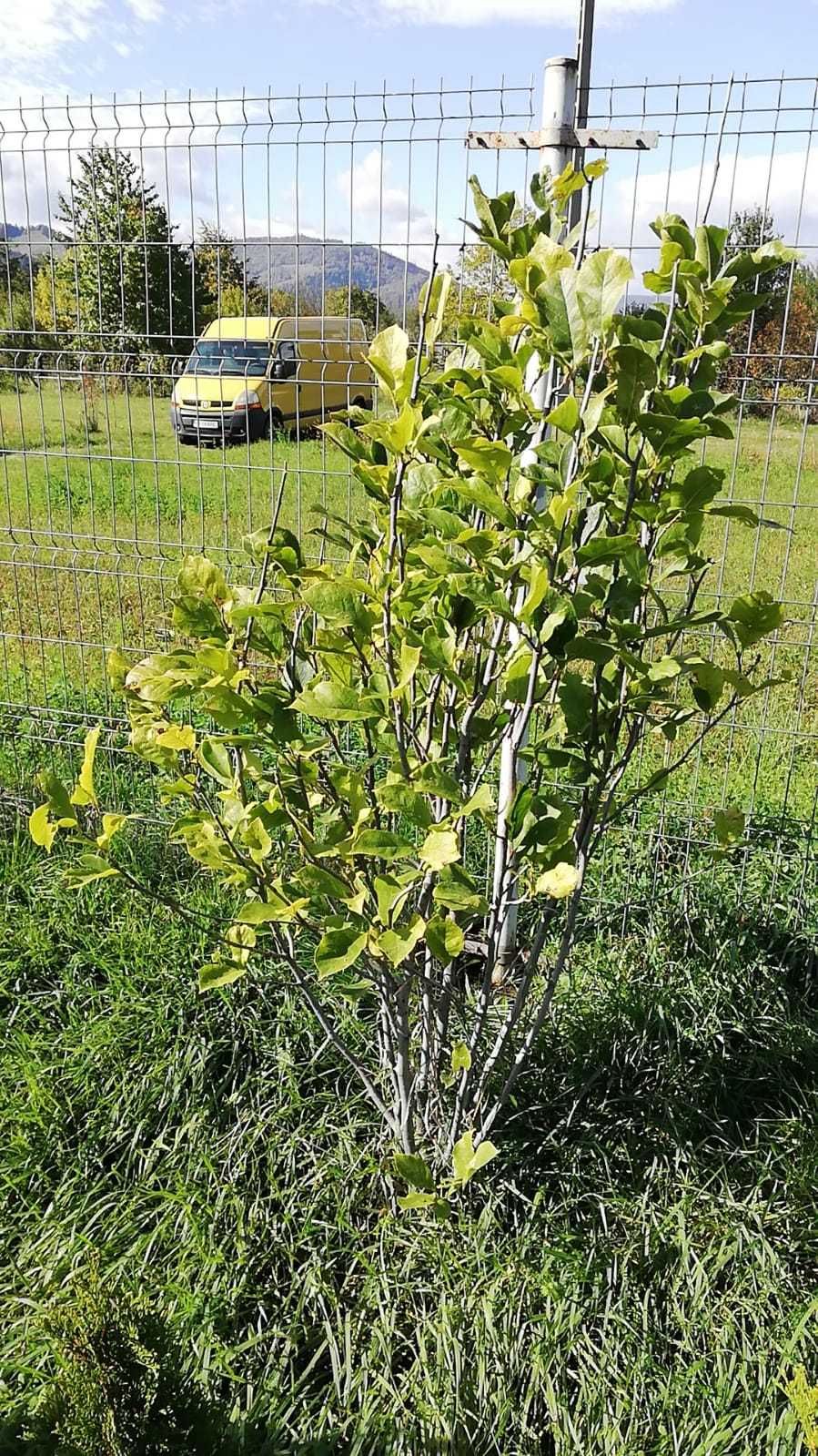 Prunus Cerasifera, Salix, Magnolie, Tuia Smaragd