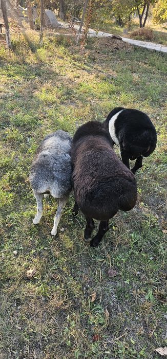 Xisori qo'chqor sotiladi