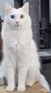 Turkish angora 2 glaza
