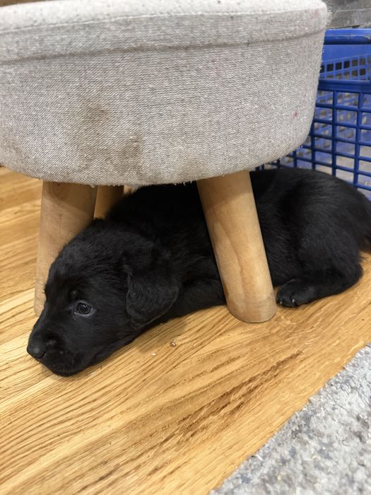 Donez catei metis de labrador