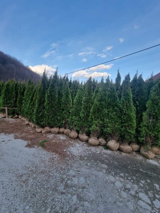 Tuia smarald Tuia Leilandi copaci ornamentali