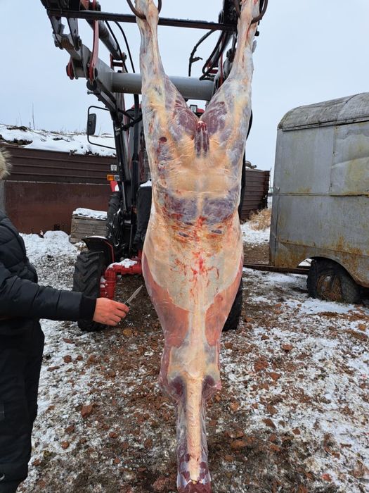 Жақсы соғым Қарағанды қаласы