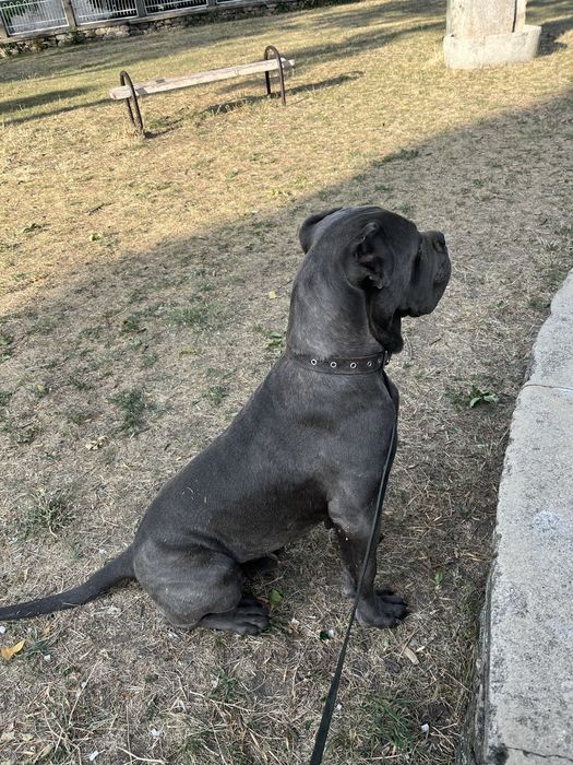 Кане корсо / cane corso