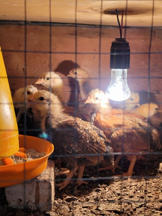 Xanxyap. Tovuklar. Tuxumi. Sotiladi