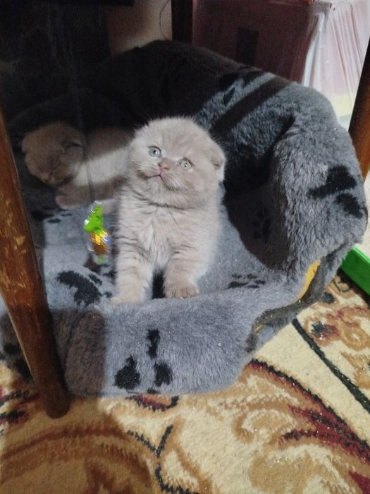 Продаются котята, фолд лилового окраса.