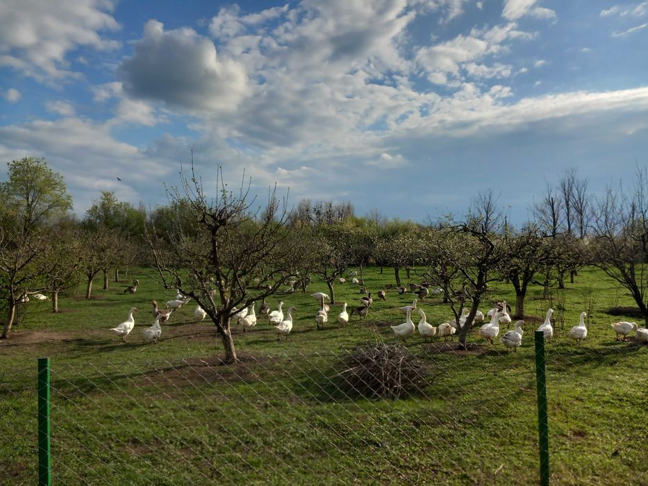 Gaste de vanzare vi sau tiate