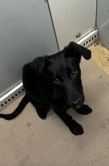 "Милая чëрная девочка"