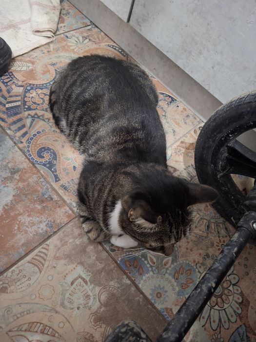 Отдам кошку в хорошие руки