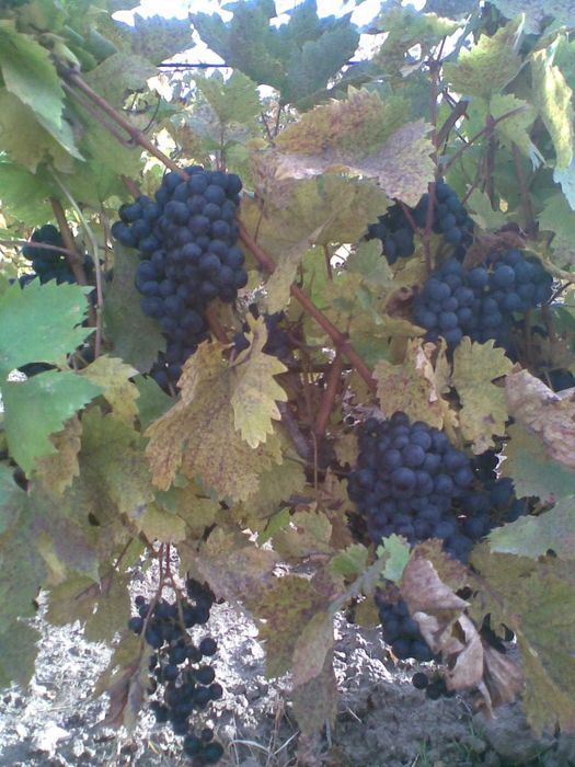 struguri de vanzare