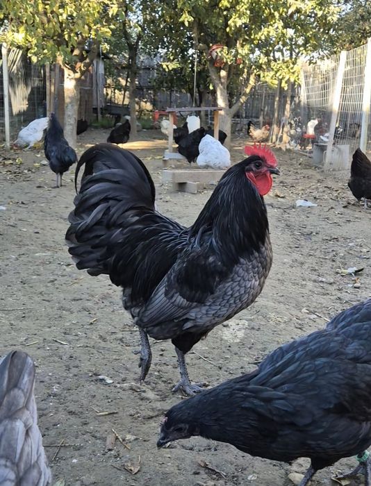 Cocoș Australorp albastru -vand sau schimb