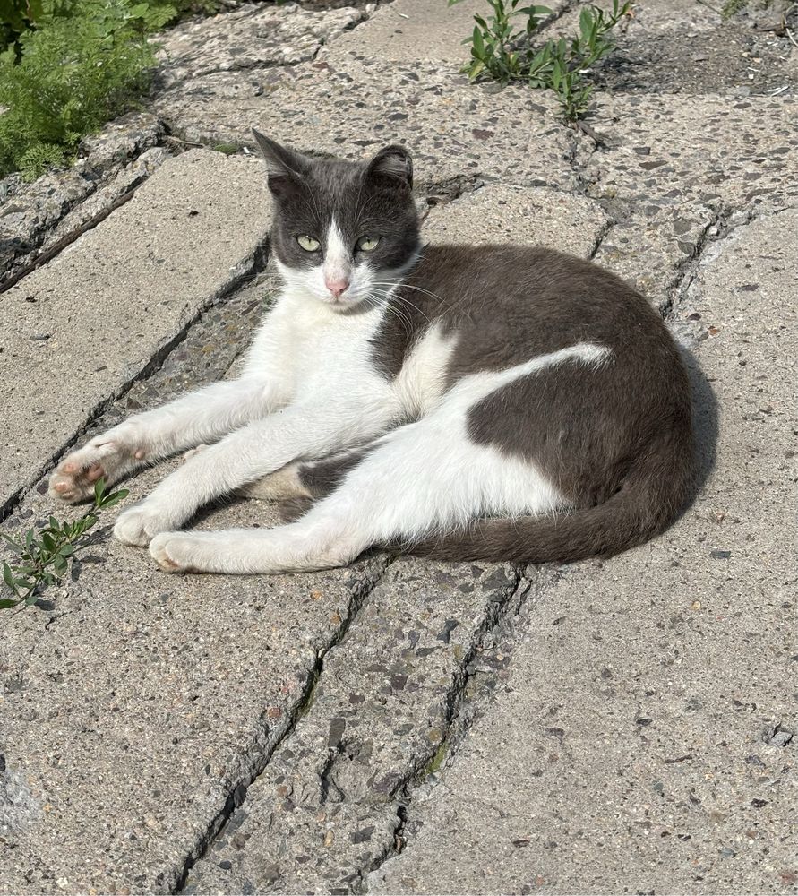 Уличный кот ищет дом