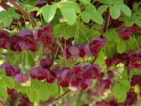 Акебия, Шоколадова лоза / Akebia quinata