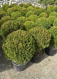Buxus sempervirens glob ,plante ornamentale, plante decorative