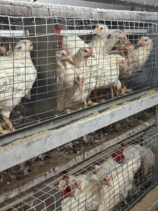 Ломан сенди товуклар сотилади