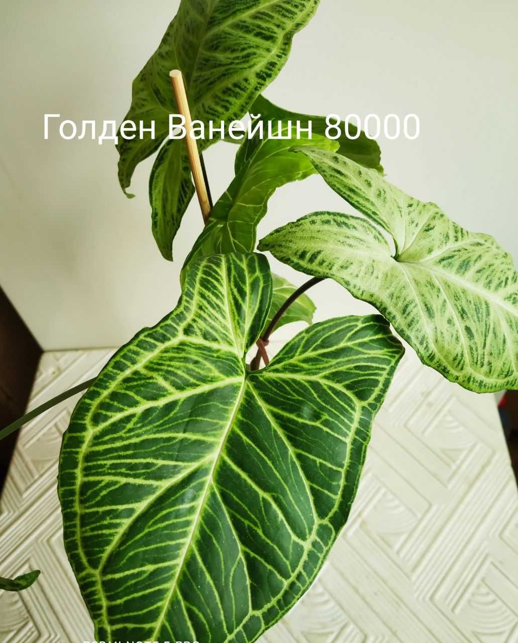 Продаю молодые сортовые Сингониумы