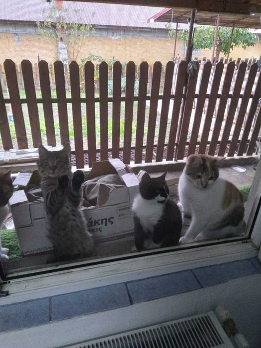 Adoptie !! Pisicute !!