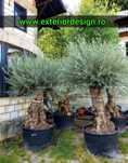 Maslin, palmieri plante ornamentale, pon pon, spirale etc