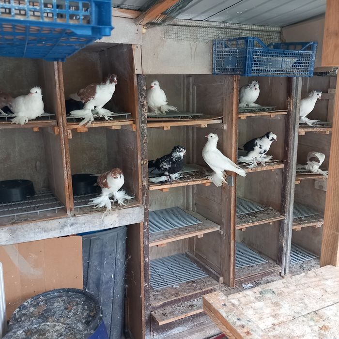 Porumboi uriasi maghiari