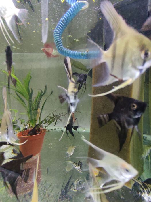 Ассалому алайкум скалария баликлари