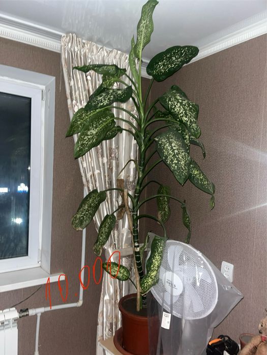 Диффенбахия в Актобе