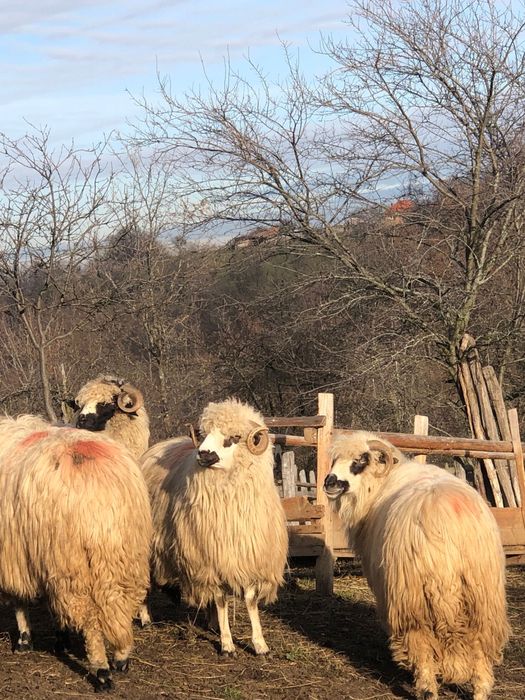 Vând 20 de oi tinere