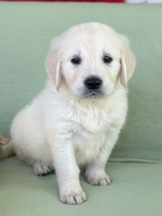 Продава се Голден Ретривър