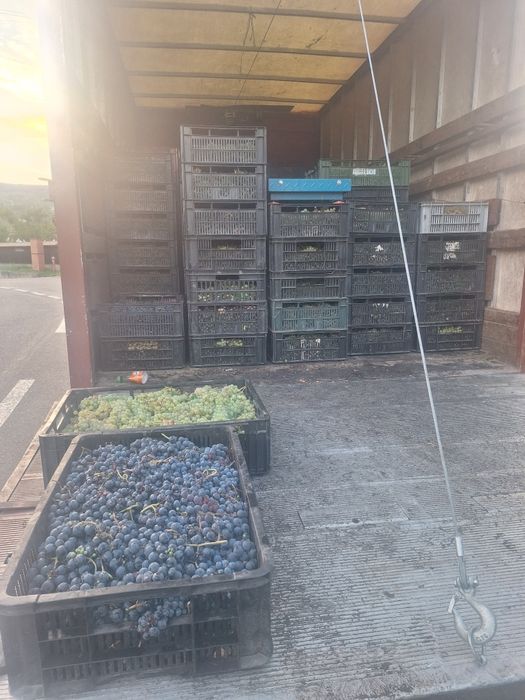 Vând struguri transport gratuit