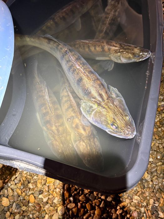 Stiuca repopulare , caras viu , fitofag , peste viu