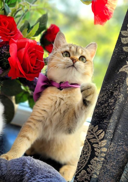 British Shorthair Golden cu pedigree