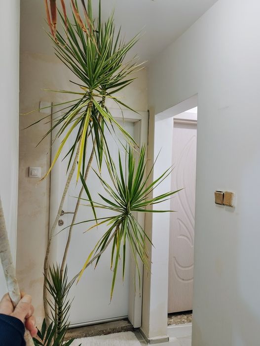 Продавам палми / цветя