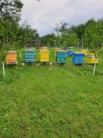 Пчелни семейства със кошерите