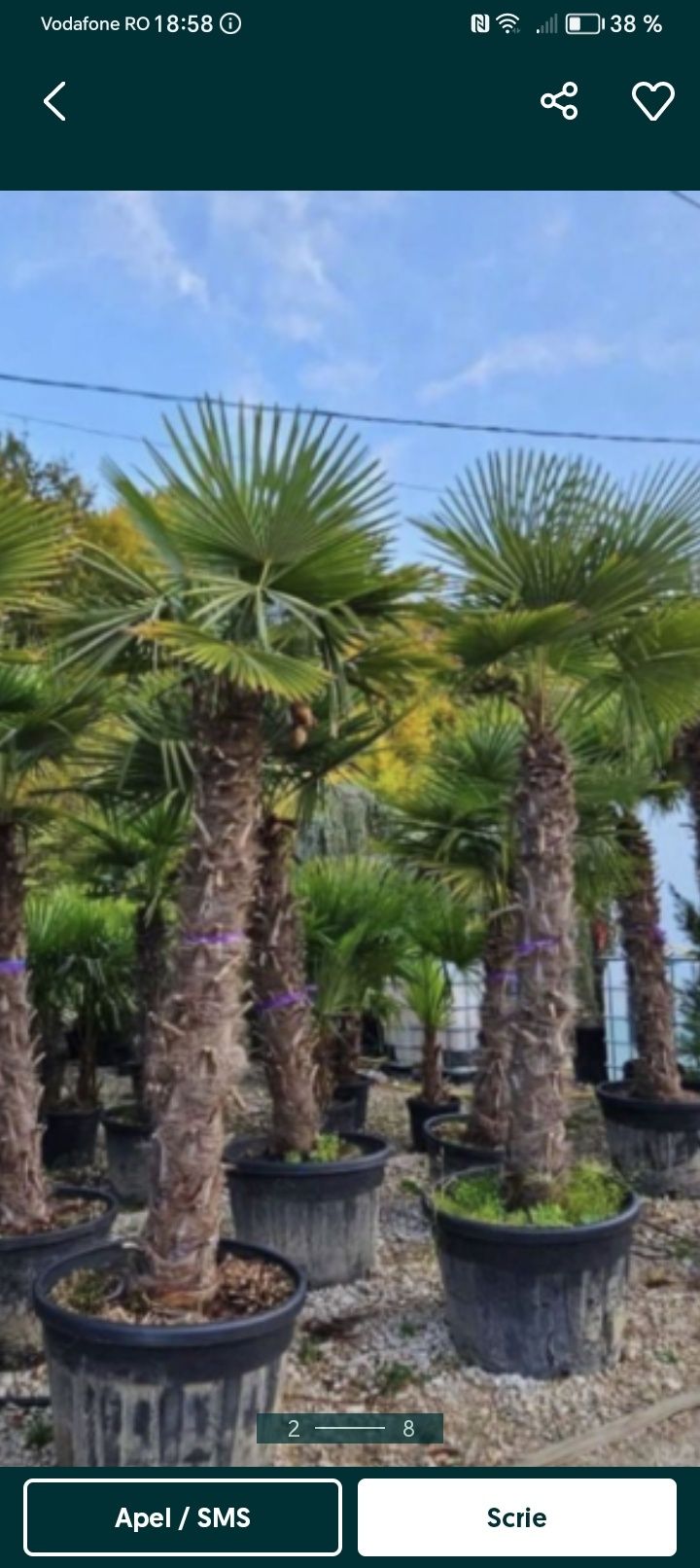 Plante ornamentale tuia palmieri leilandi