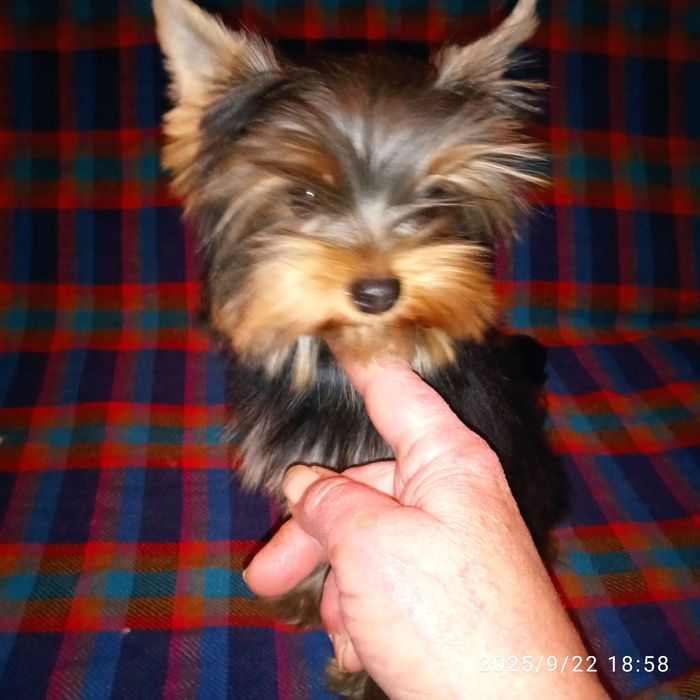 Щенки йоркширского терьера