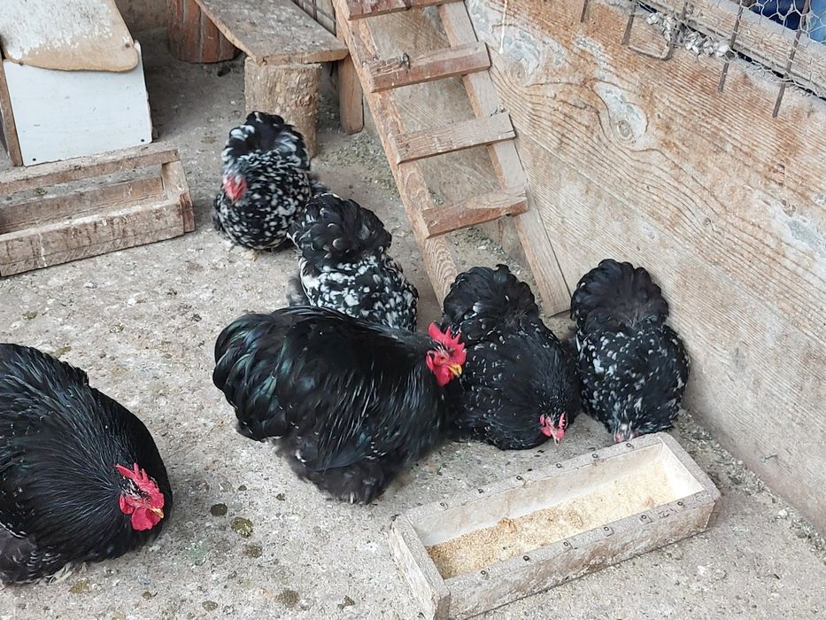 Vand o pereche cochinchina pitic